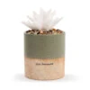 Demdaco Just Because Succulent Oil Diffuser -Hallmark Decoration Store Demdaco Just Because Flower Succulent Oil Diffuser 1004540041 01